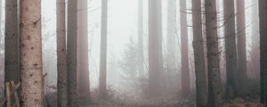 Preview wallpaper forest, fog, pine trees, trees, nature