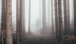 Preview wallpaper forest, fog, pine trees, trees, nature