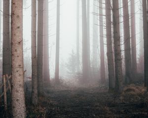 Preview wallpaper forest, fog, pine trees, trees, nature