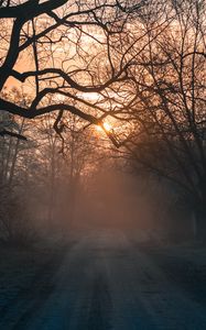 Preview wallpaper forest, fog, road, trees, sunset