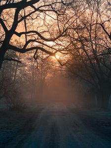 Preview wallpaper forest, fog, road, trees, sunset