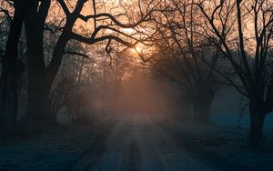 Preview wallpaper forest, fog, road, trees, sunset