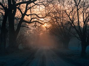 Preview wallpaper forest, fog, road, trees, sunset