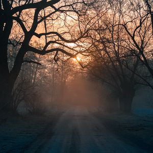 Preview wallpaper forest, fog, road, trees, sunset