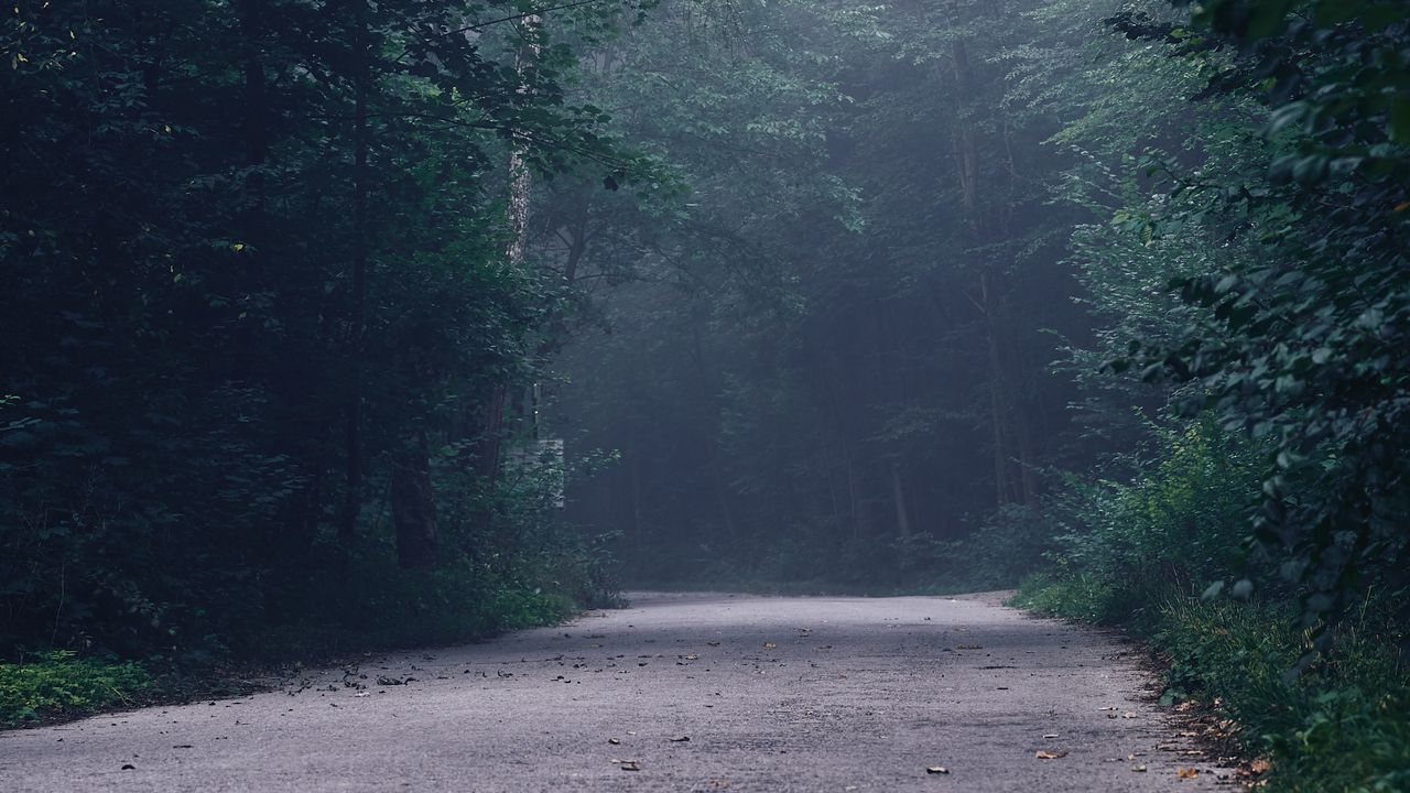 Wallpaper forest, fog, road, turn, trees