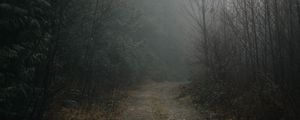 Preview wallpaper forest, fog, road, turn, nature