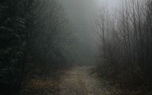 Preview wallpaper forest, fog, road, turn, nature