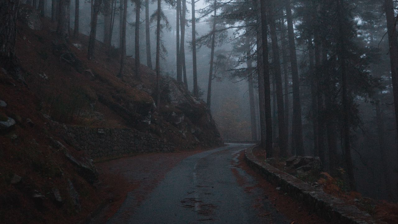 Wallpaper forest, fog, road, slope, trees