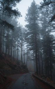 Preview wallpaper forest, fog, road, slope, trees