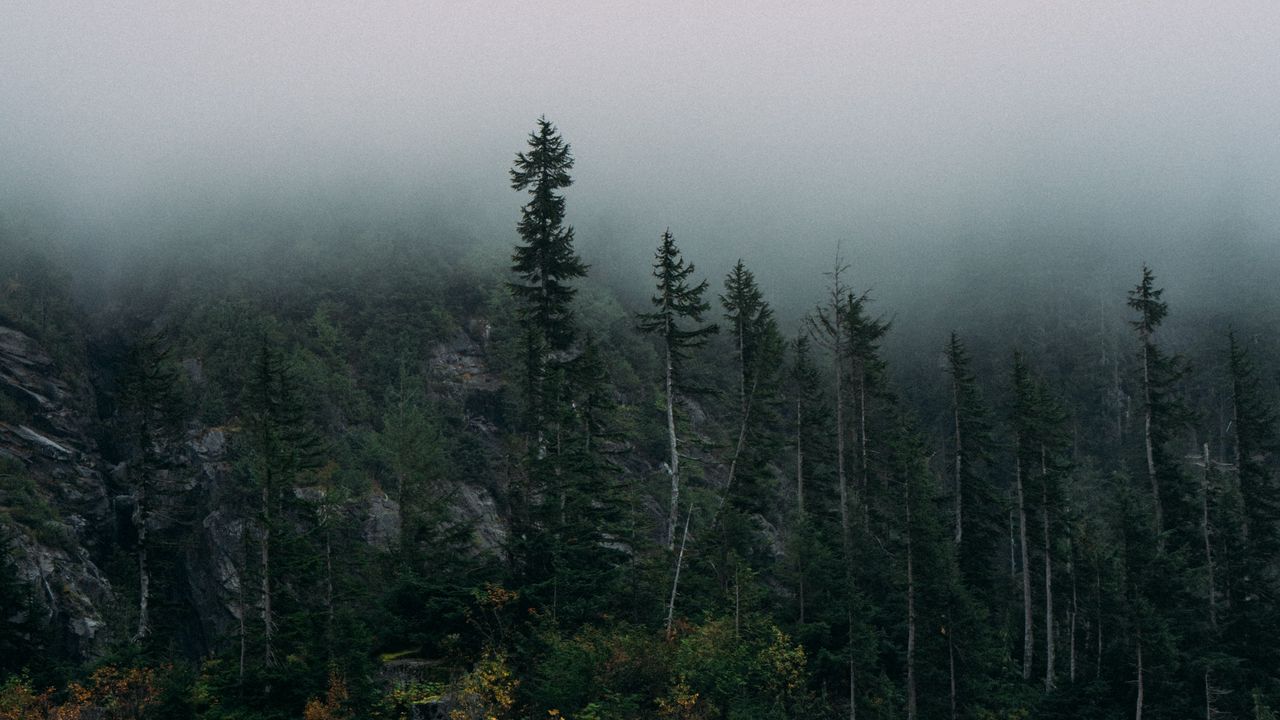 Wallpaper forest, fog, rocks, spruce
