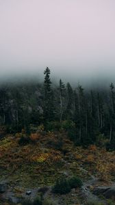 Preview wallpaper forest, fog, rocks, spruce