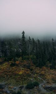 Preview wallpaper forest, fog, rocks, spruce