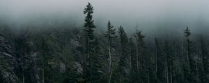 Preview wallpaper forest, fog, rocks, spruce