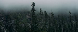 Preview wallpaper forest, fog, rocks, spruce