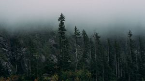Preview wallpaper forest, fog, rocks, spruce