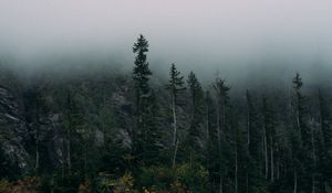 Preview wallpaper forest, fog, rocks, spruce