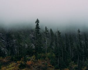 Preview wallpaper forest, fog, rocks, spruce