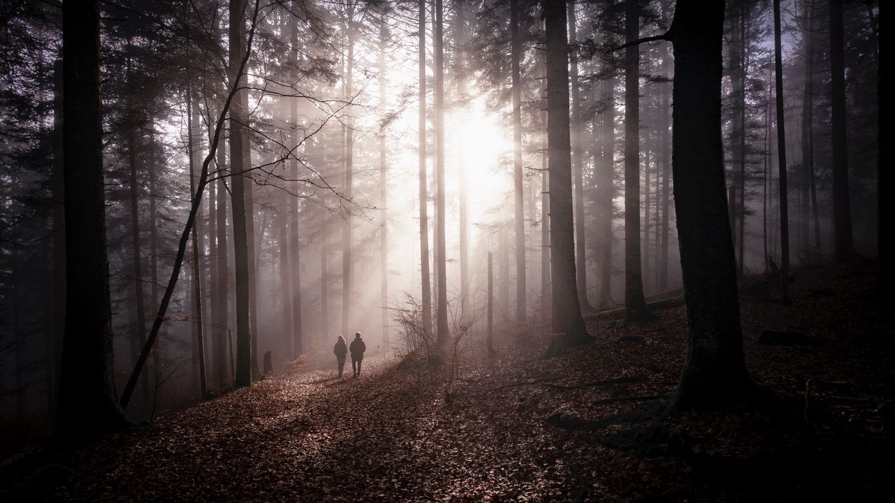 Wallpaper forest, fog, silhouettes, walk, autumn, couple