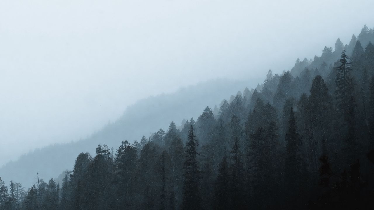 Wallpaper forest, fog, slope, pine, conifer