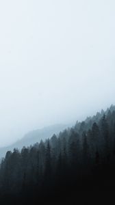 Preview wallpaper forest, fog, slope, pine, conifer