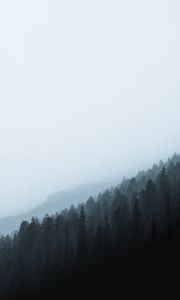 Preview wallpaper forest, fog, slope, pine, conifer