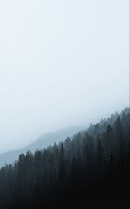 Preview wallpaper forest, fog, slope, pine, conifer