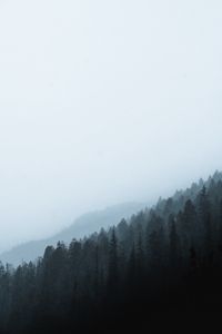 Preview wallpaper forest, fog, slope, pine, conifer