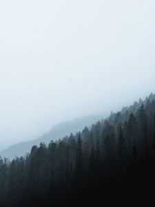 Preview wallpaper forest, fog, slope, pine, conifer