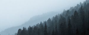 Preview wallpaper forest, fog, slope, pine, conifer
