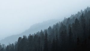 Preview wallpaper forest, fog, slope, pine, conifer