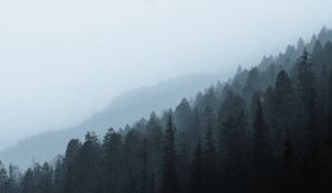 Preview wallpaper forest, fog, slope, pine, conifer