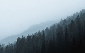 Preview wallpaper forest, fog, slope, pine, conifer