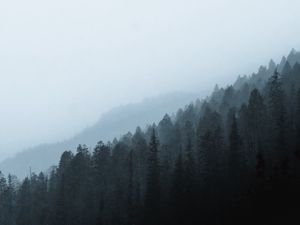 Preview wallpaper forest, fog, slope, pine, conifer