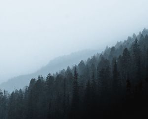 Preview wallpaper forest, fog, slope, pine, conifer