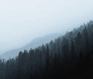 Preview wallpaper forest, fog, slope, pine, conifer