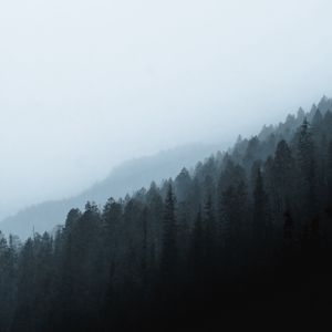 Preview wallpaper forest, fog, slope, pine, conifer