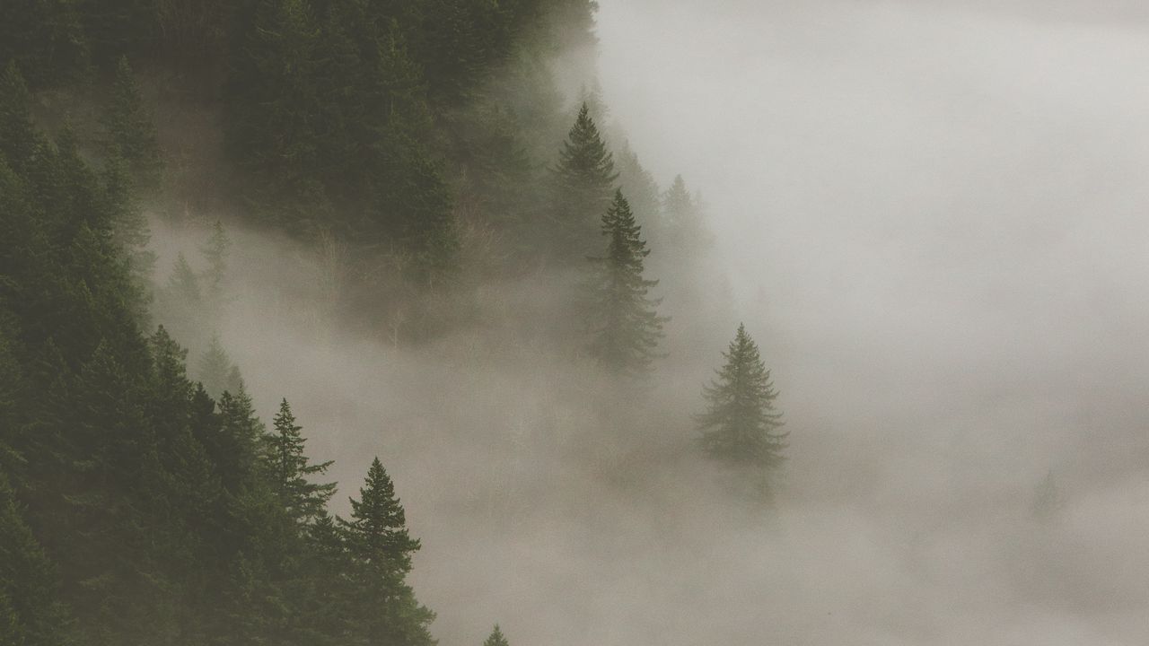 Wallpaper forest, fog, smoke, trees
