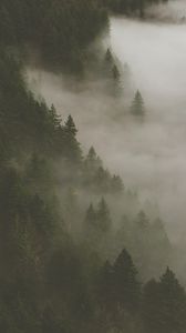 Preview wallpaper forest, fog, smoke, trees