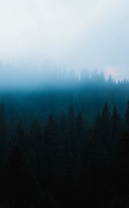 Preview wallpaper forest, fog, spruce, trees, darkness