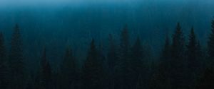 Preview wallpaper forest, fog, spruce, trees, darkness