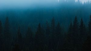 Preview wallpaper forest, fog, spruce, trees, darkness