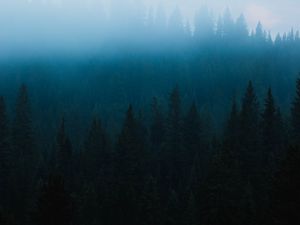 Preview wallpaper forest, fog, spruce, trees, darkness