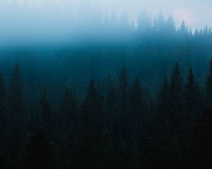 Preview wallpaper forest, fog, spruce, trees, darkness