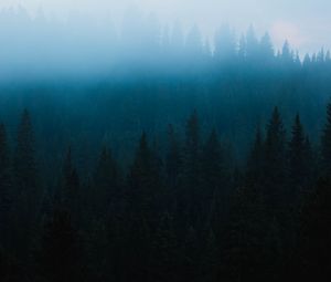 Preview wallpaper forest, fog, spruce, trees, darkness