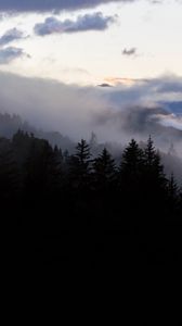 Preview wallpaper forest, fog, spruce, trees, evening