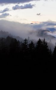 Preview wallpaper forest, fog, spruce, trees, evening