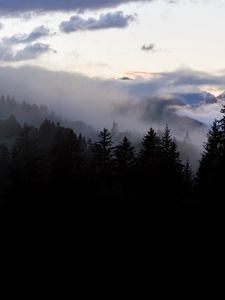 Preview wallpaper forest, fog, spruce, trees, evening