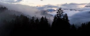 Preview wallpaper forest, fog, spruce, trees, evening