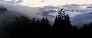 Preview wallpaper forest, fog, spruce, trees, evening