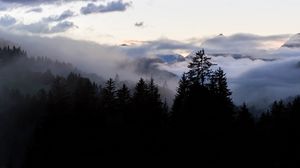 Preview wallpaper forest, fog, spruce, trees, evening